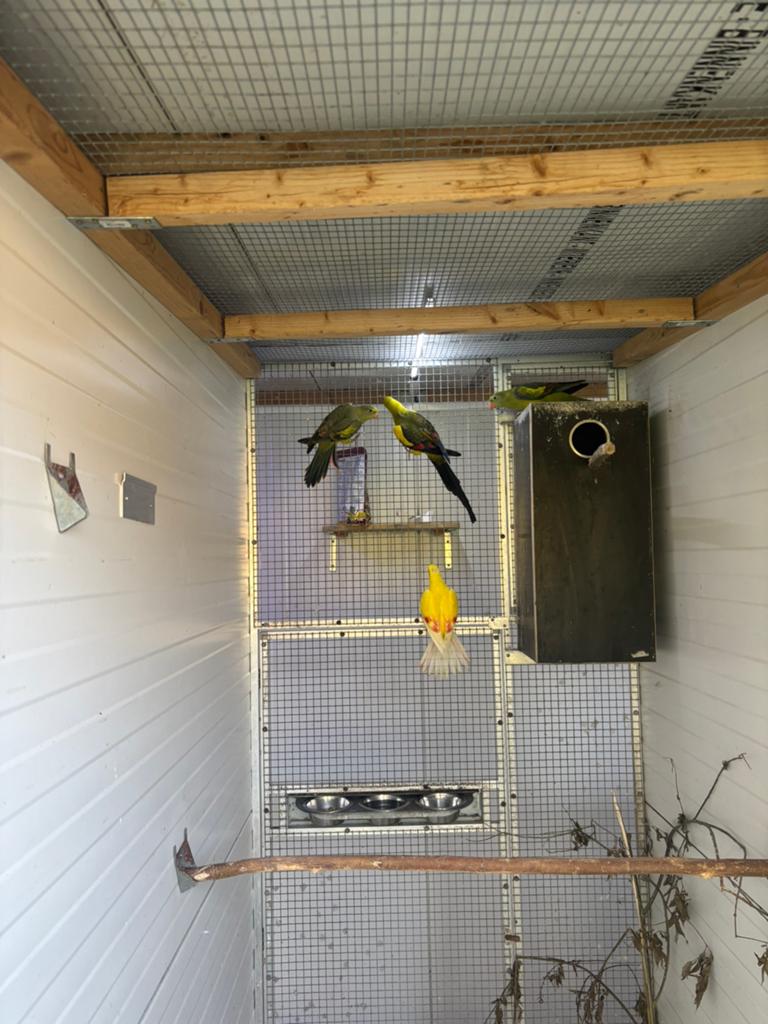 !Gezocht! Split lutino man bergparkiet, Dieren en Toebehoren