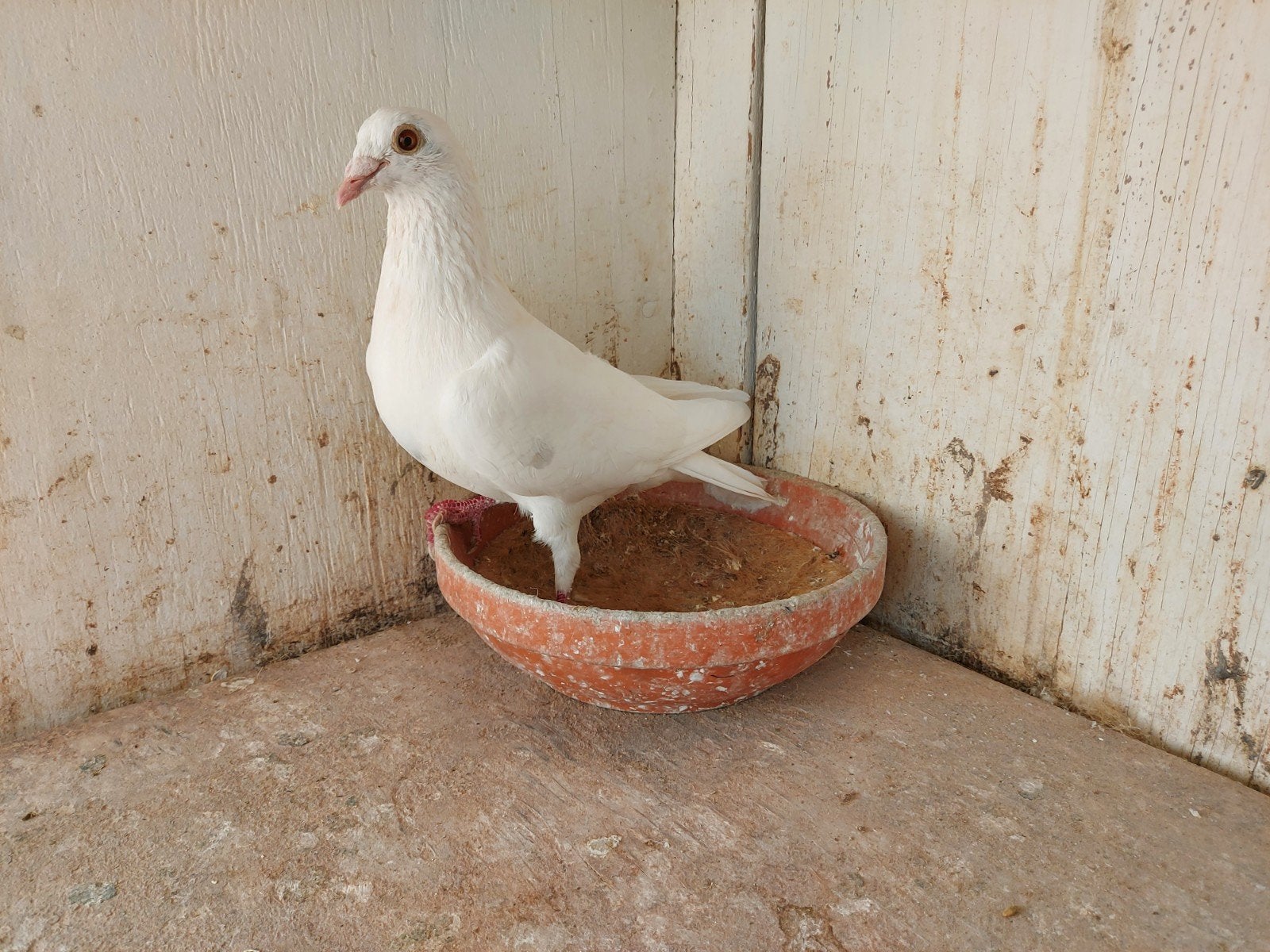 witte duiver, Dieren en Toebehoren, Mannelijk, Postduif