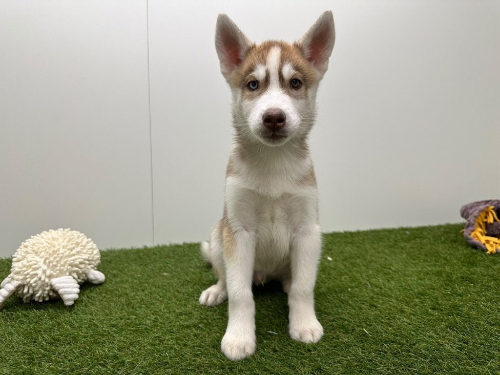 Chiots Husky de Sibérie, Animaux & Accessoires, Maladie de Carré (chiens), Un chien, Chien de traîneau, Belgique