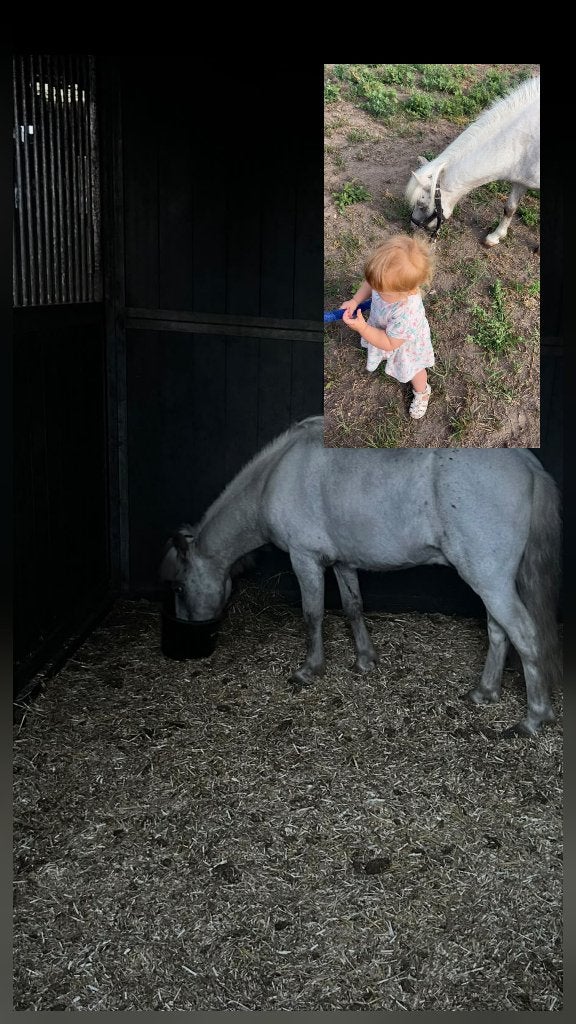 Super lieve pony, Dieren en Toebehoren, Ruin, Niet van toepassing