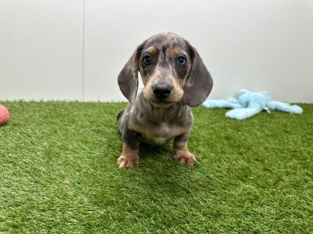 Dwergteckel pups - gladharig, Dieren en Toebehoren, Honden | Teckels en Dashonden, België, 8 tot 15 weken, Korthaar, Dwerg