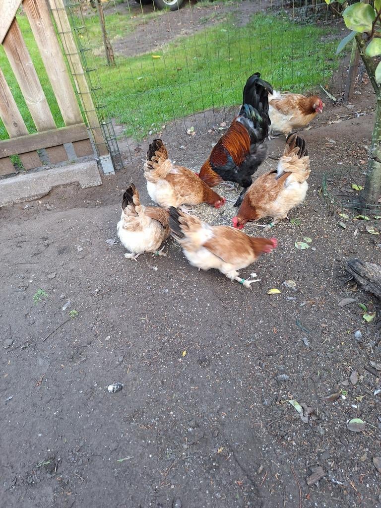 Marans tarwe kippen te koop aangeboden, Dieren en Toebehoren