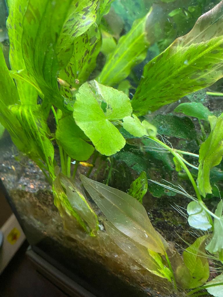 Mix guppy en platty.s jongen, Dieren en Toebehoren, Vissen | Aquariumvissen, Vis, Zoetwatervis