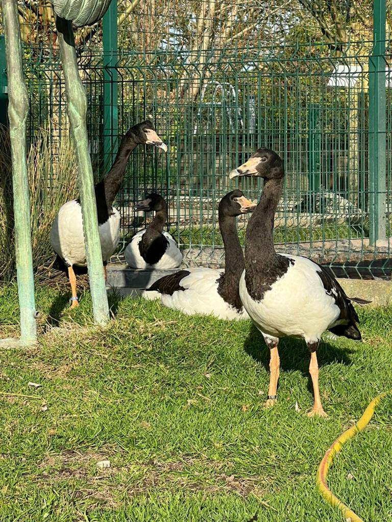 Eksterganzen, Dieren en Toebehoren, Pluimvee, Meerdere dieren, Gans of Zwaan
