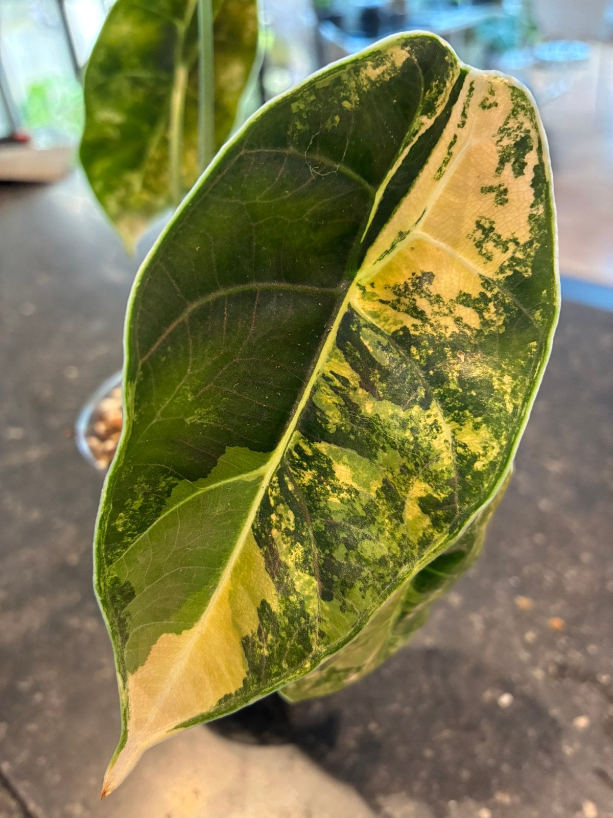 Alocasia Azlanii Aurea variegata corm, Huis en Inrichting, Verzenden, Overige soorten, Halfschaduw, In pot