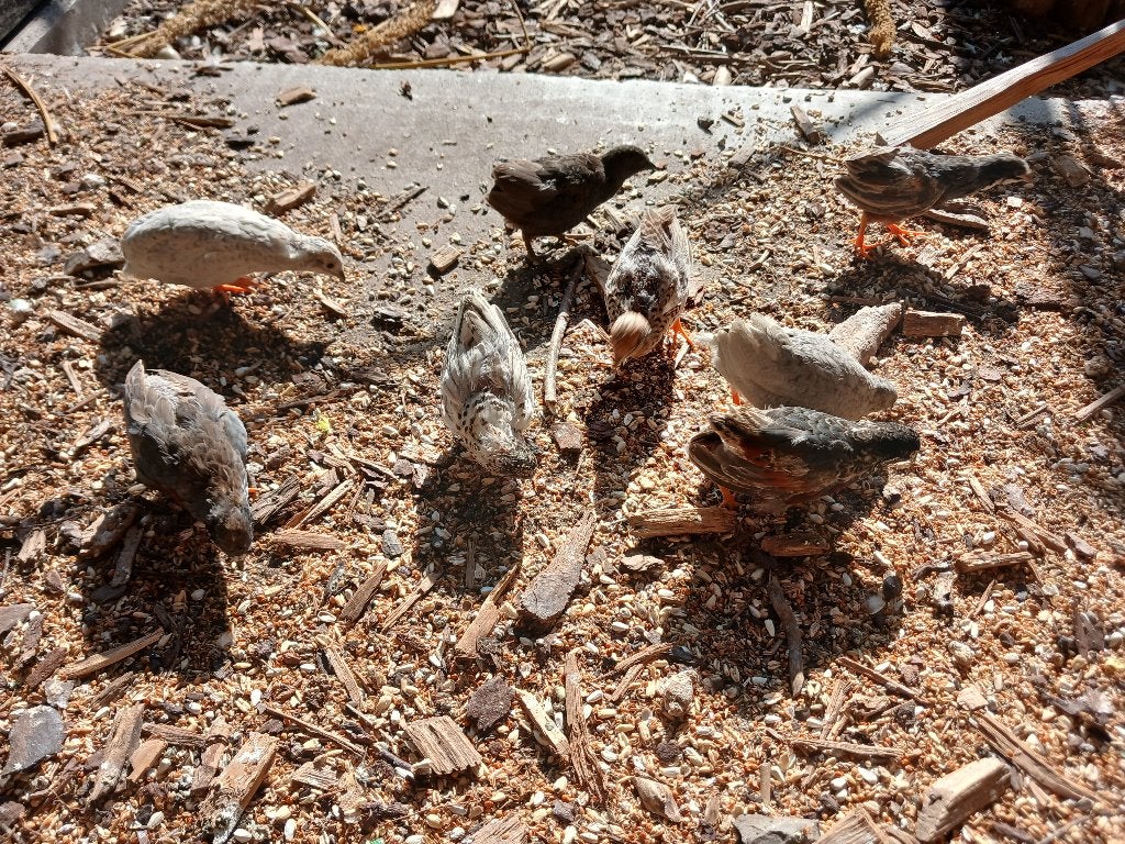 Chinese Dwergkwartels, Dieren en Toebehoren, Pluimvee, Overige soorten, Meerdere dieren