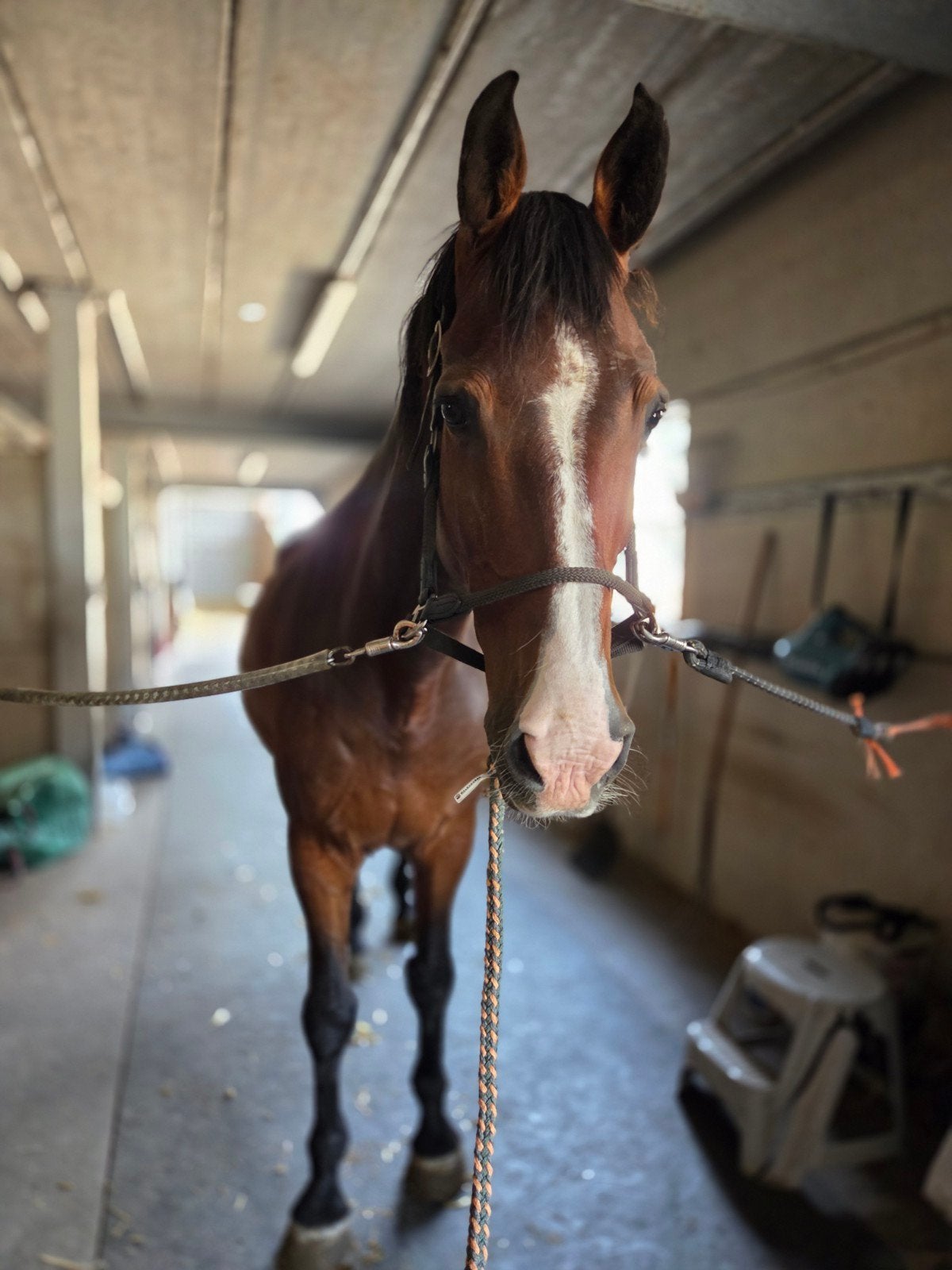 allrounder te koop - Messi, Dieren en Toebehoren, Paarden, Gechipt, Springpaard, Ruin, M