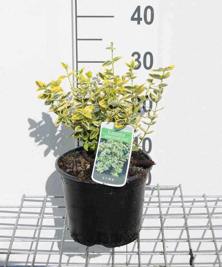 Euonymus fortunei - Kardinaalsmuts, Tuin en Terras, Ophalen, Bodembedekkers, Vaste plant, Halfschaduw