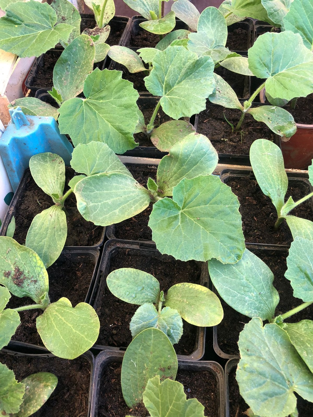 Pompoen pompoenplant plantjes, Tuin en Terras, Ophalen of Verzenden