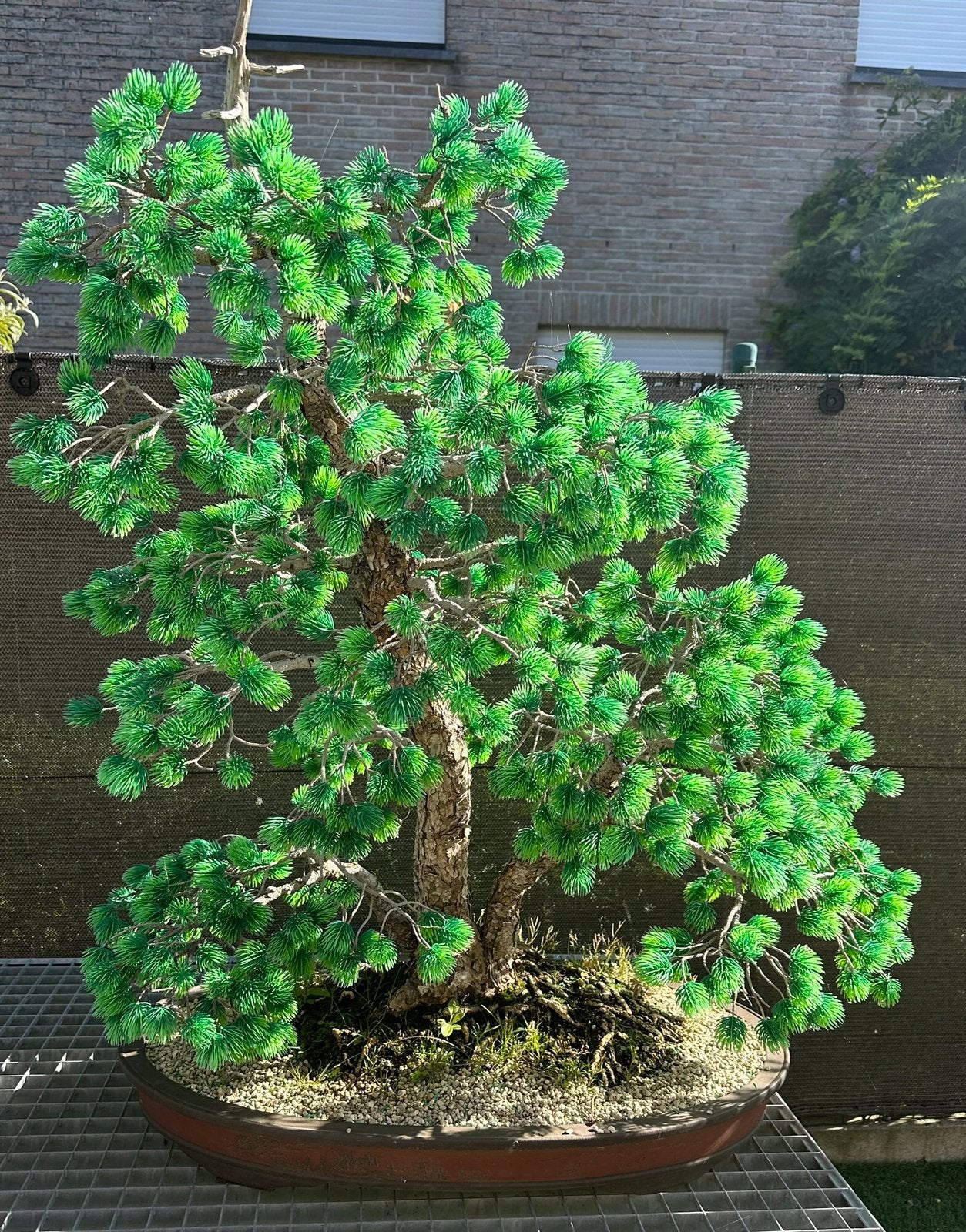 Kunst bonsai den, Tuin en Terras, Ophalen
