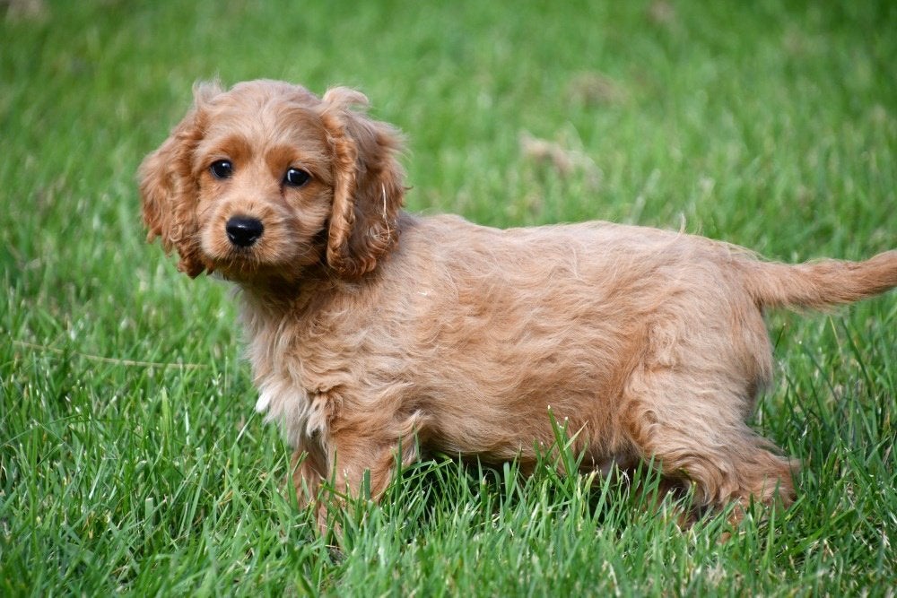 Cockapoo pups te koop, Dieren en Toebehoren, 15 weken tot 1 jaar, Buitenland, CDV (hondenziekte), Meerdere