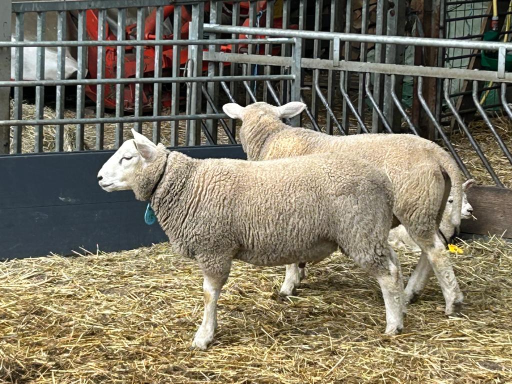 Dekram kruising swifter met Franse texelaar, Mannelijk, Schaap, 0 tot 2 jaar
