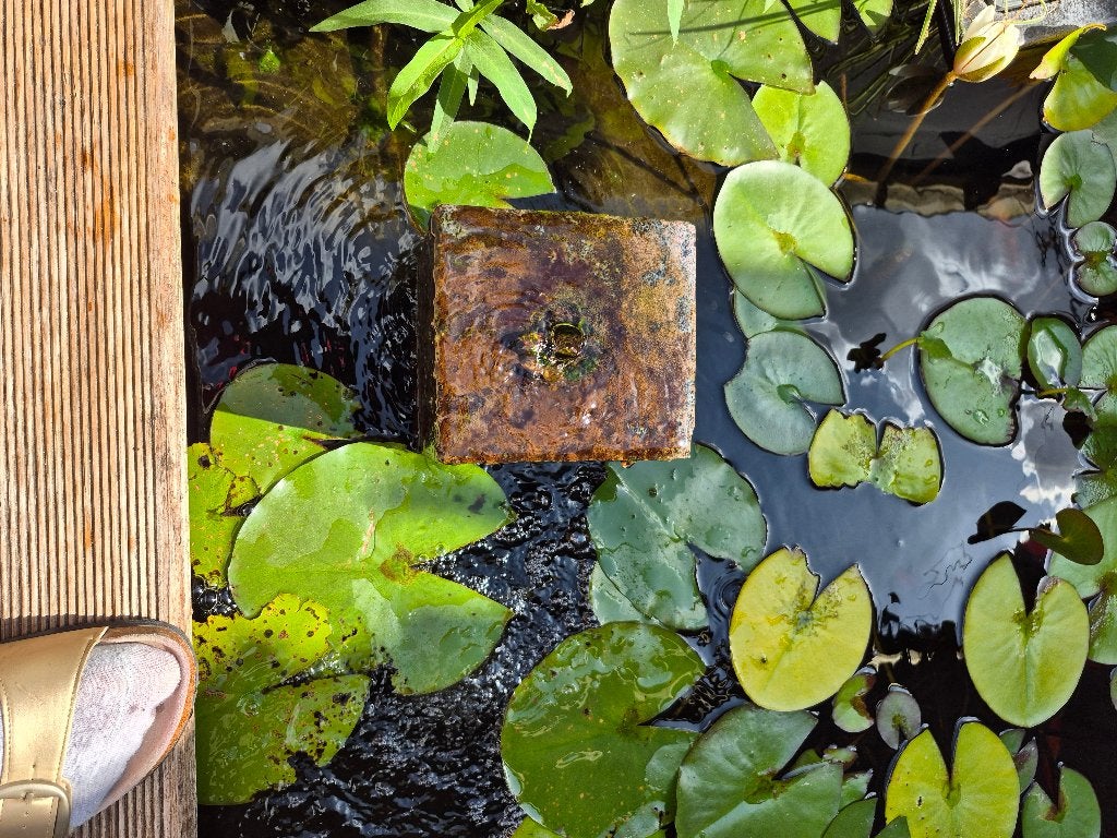 Vijverbenodigheden + vissen, Animaux & Accessoires, Poissons | Poissons d'aquarium, Poisson