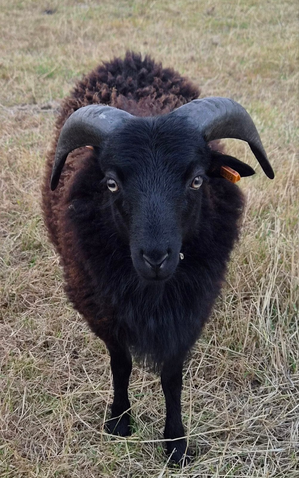 ouessantram, Dieren en Toebehoren, Schapen, Geiten en Varkens