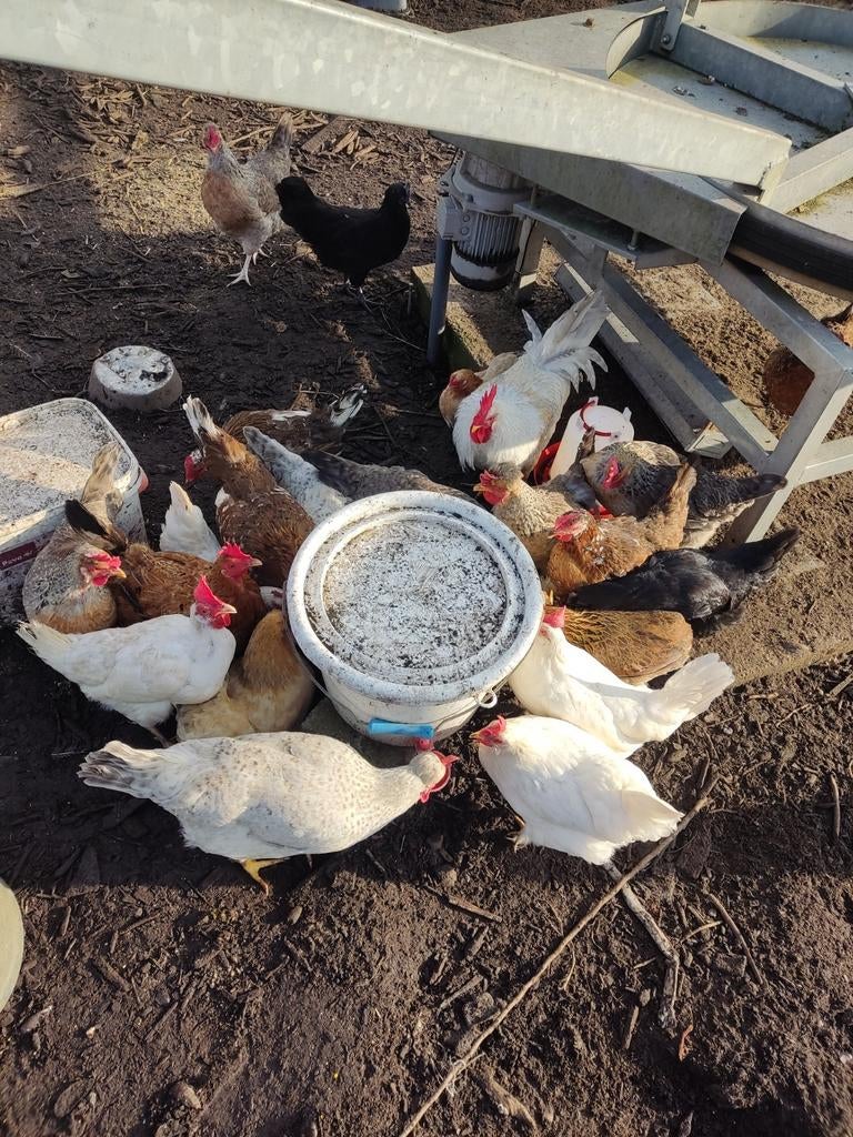Broedeieren kleurleggers