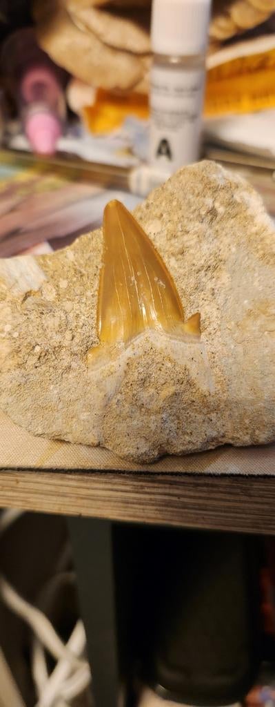Haaitand, Verzamelen, Mineralen en Fossielen, Ophalen of Verzenden