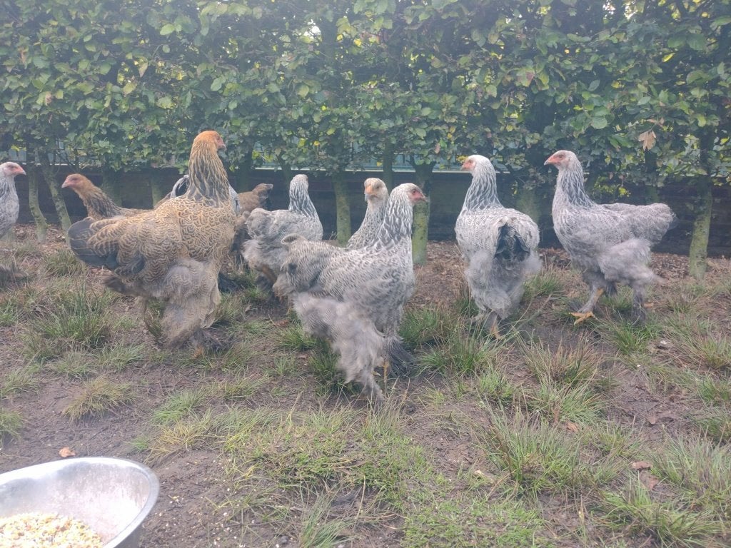 brahma kippen, Dieren en Toebehoren, Vrouwelijk, Kip