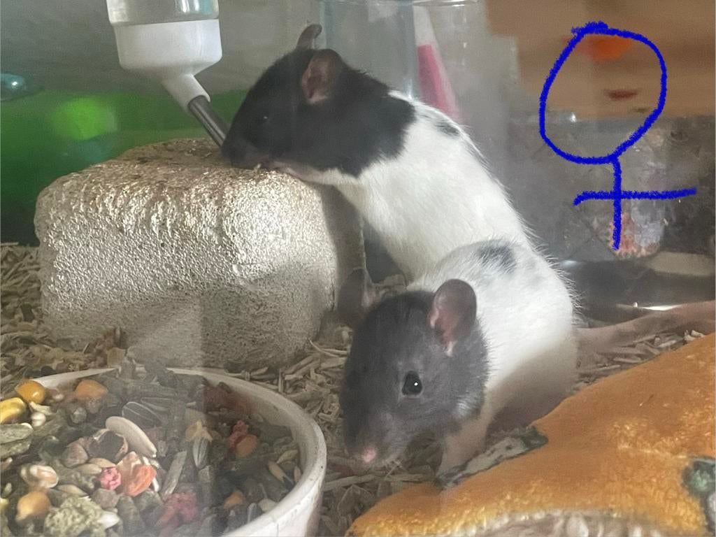 Rats femelles nees le 01/04/26, Dieren en Toebehoren, Knaagdieren, Rat, April, Vrouwelijk, Tam