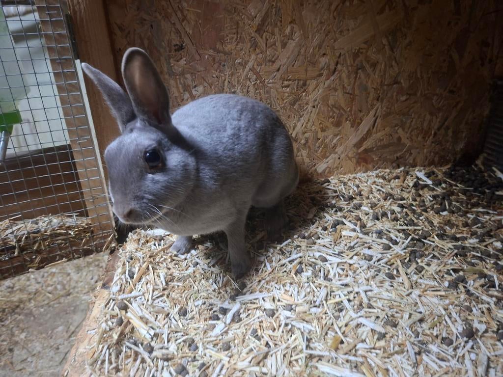 Haasdwerg rammen, Dieren en Toebehoren, Konijnen