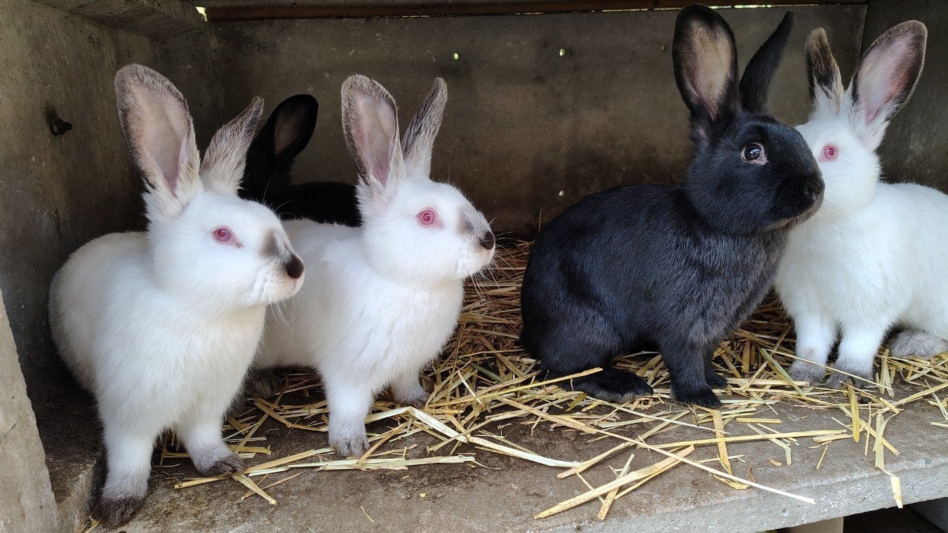3 jeunes lapins