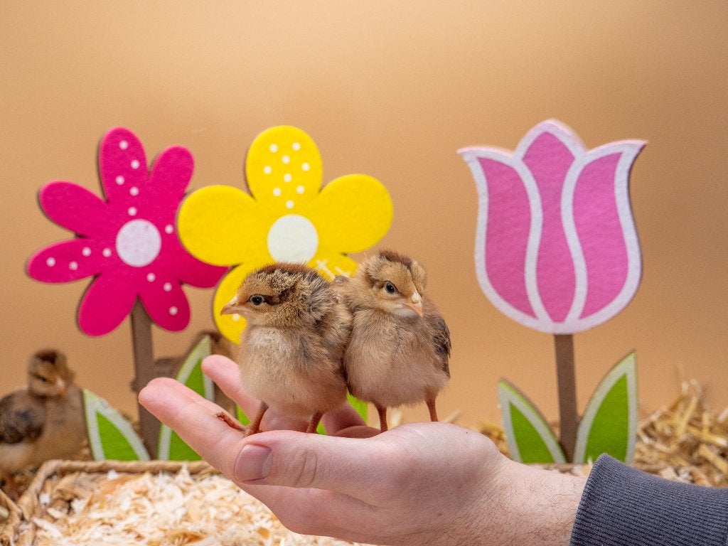 Jonge tamme welsumer kuikens gesekst en ingeënt, Dieren en Toebehoren, Vrouwelijk, Kip