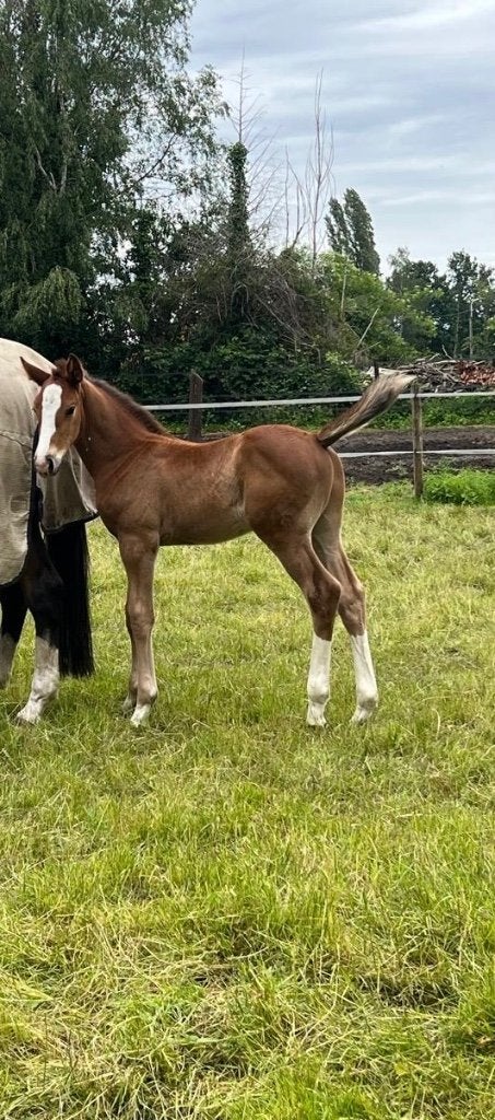 Chique hengstveulen uit super goede moederlijn, Animaux & Accessoires, Chevaux, Étalon, Ne s'applique pas, 0 à 2 ans, Cheval de saut