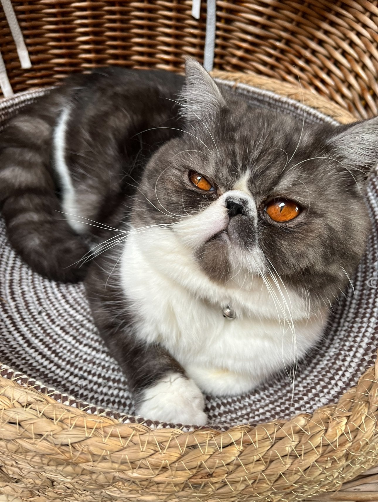 Dekkater exotische korthaar, Dieren en Toebehoren, Katten en Kittens | Raskatten | Korthaar, Kater, Met stamboom