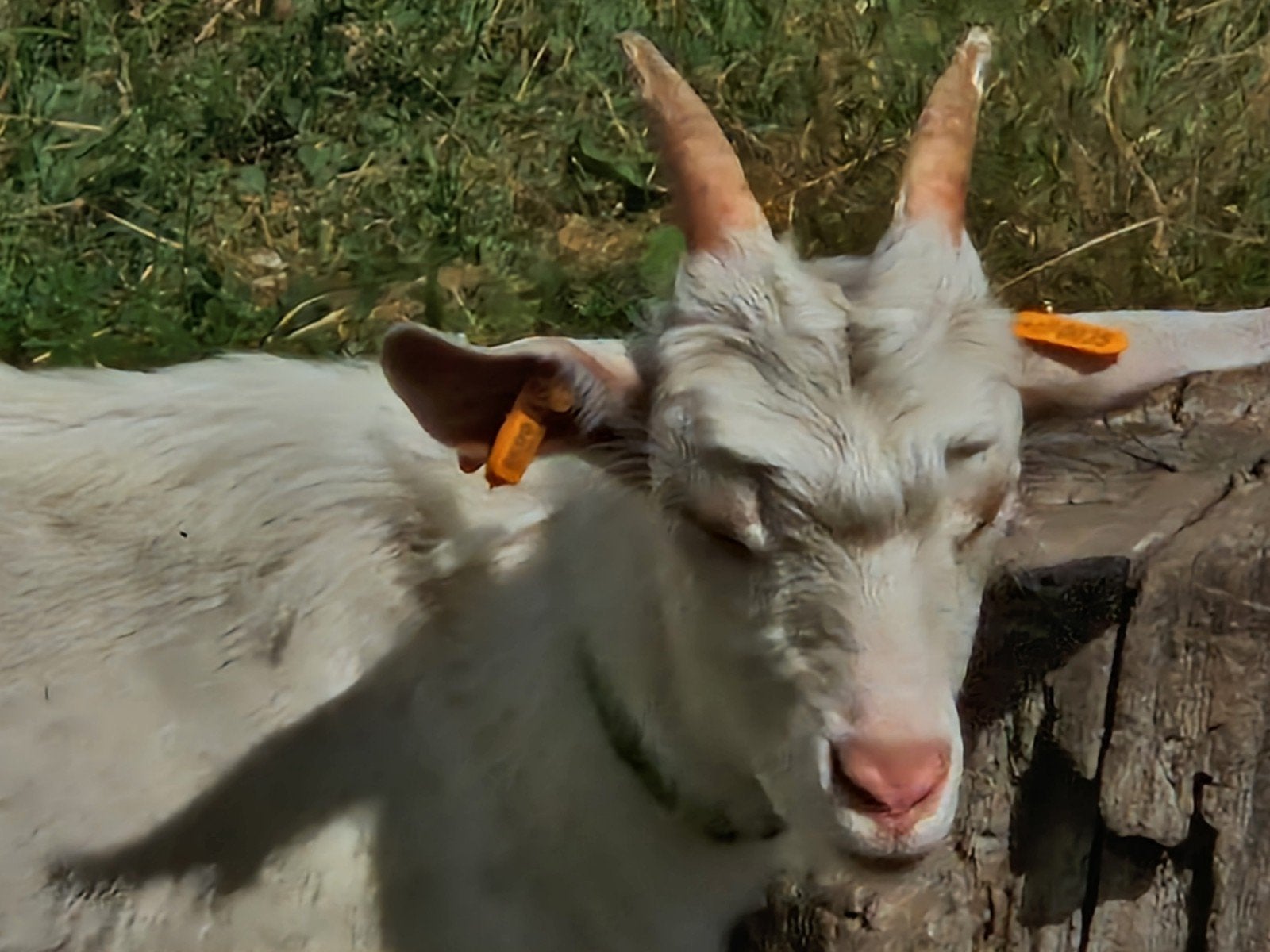 Chèvre de Campine., Mâle, Chèvre, 0 à 2 ans
