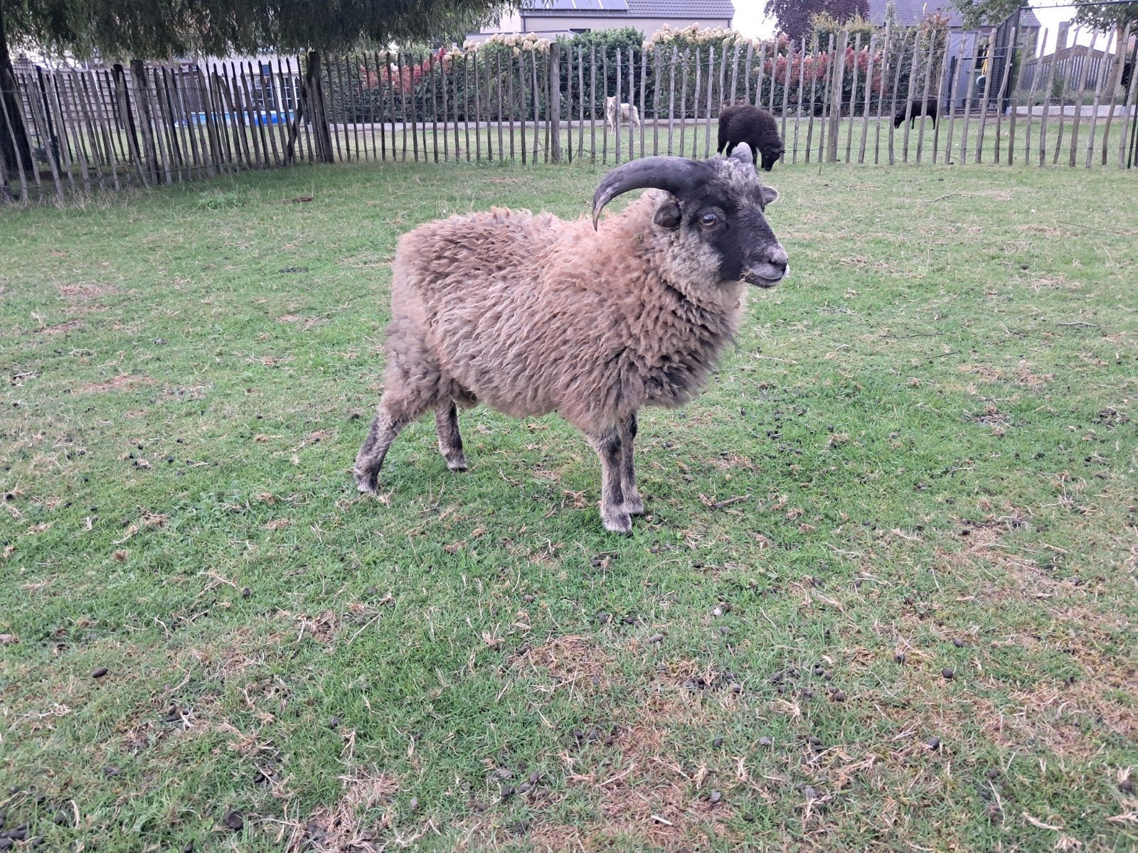 ouessant bokje april 2026, Dieren en Toebehoren