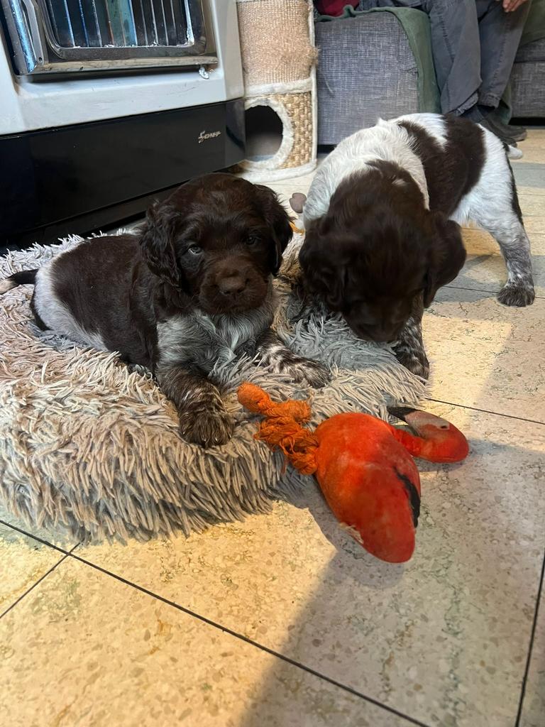 Kleine Munsterlander/ Heidewachtel puppy teefje met stamboom, België, Fokker | Hobbymatig, Overige rassen, 8 tot 15 weken
