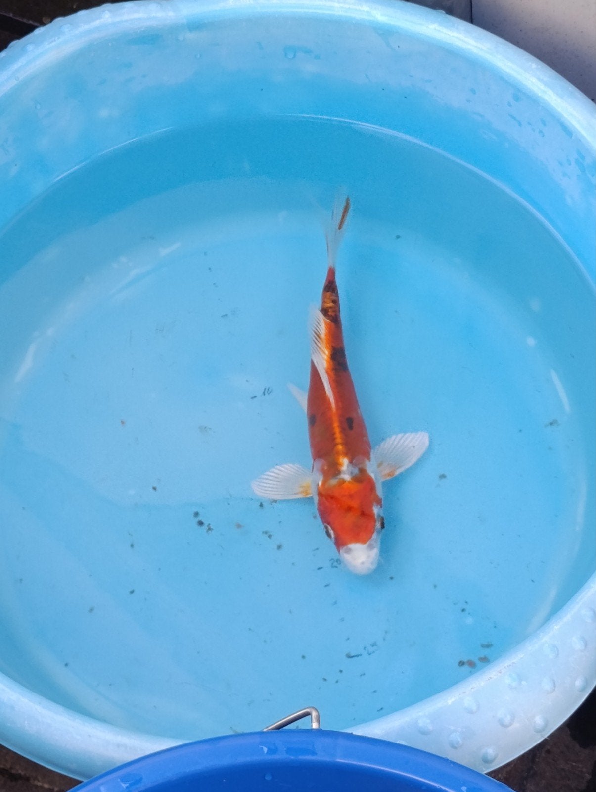 Japanse koi, Dieren en Toebehoren, Vissen | Vijvervissen