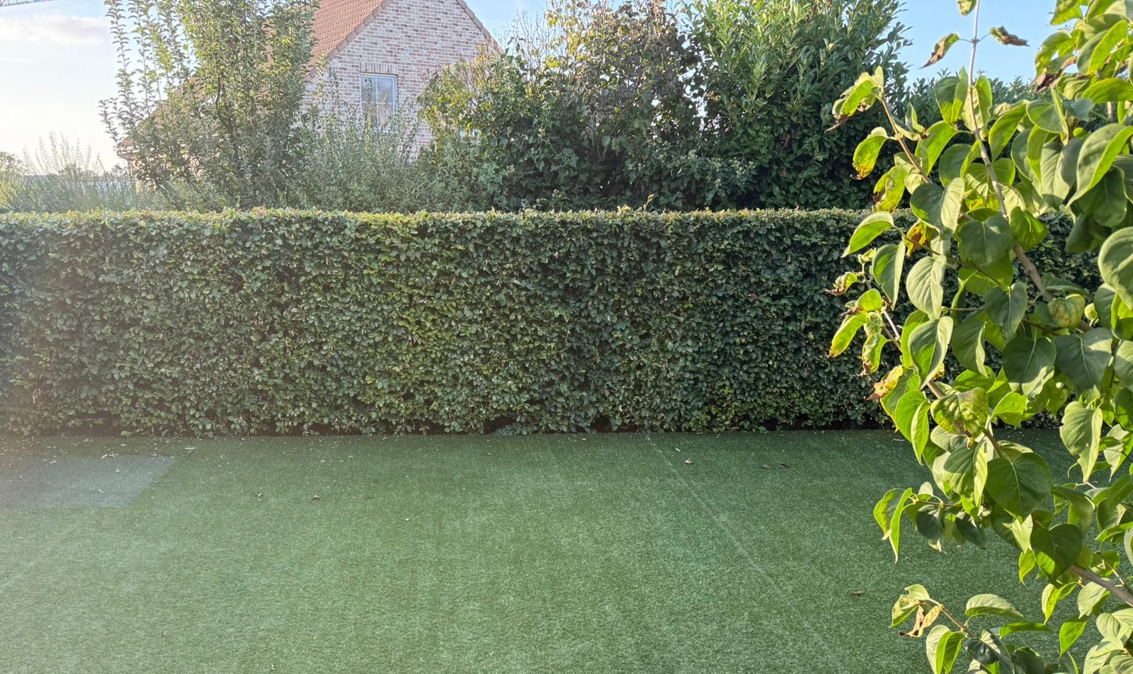Gratuit : haie de hêtres (Fagus sylvatica) !, Jardin & Terrasse, Enlèvement, Haie de hêtre, Haie