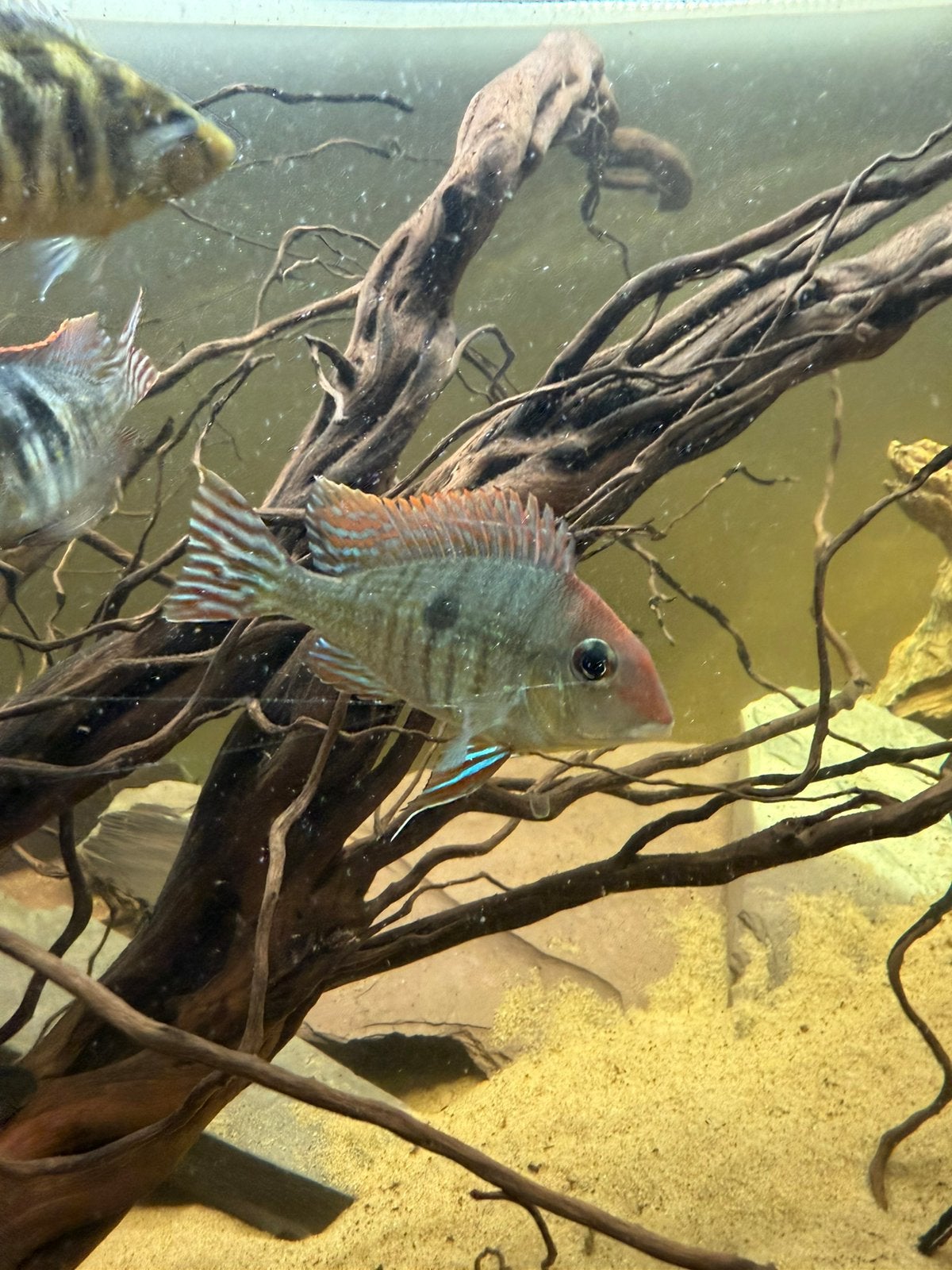 Geophagus et poisson perroquet, Animaux & Accessoires, Enlèvement