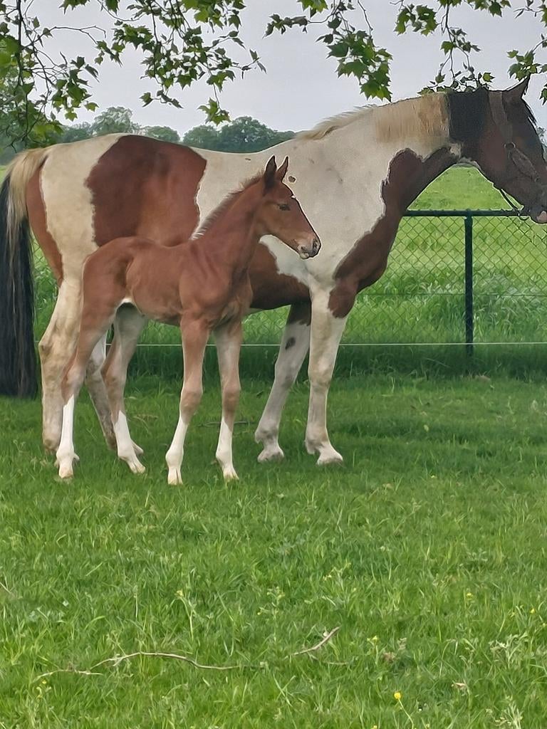 Hengstveulen van Toèmme de Regor Z, Dieren en Toebehoren, Hengst, Springpaard, Met stamboom, 0 tot 2 jaar
