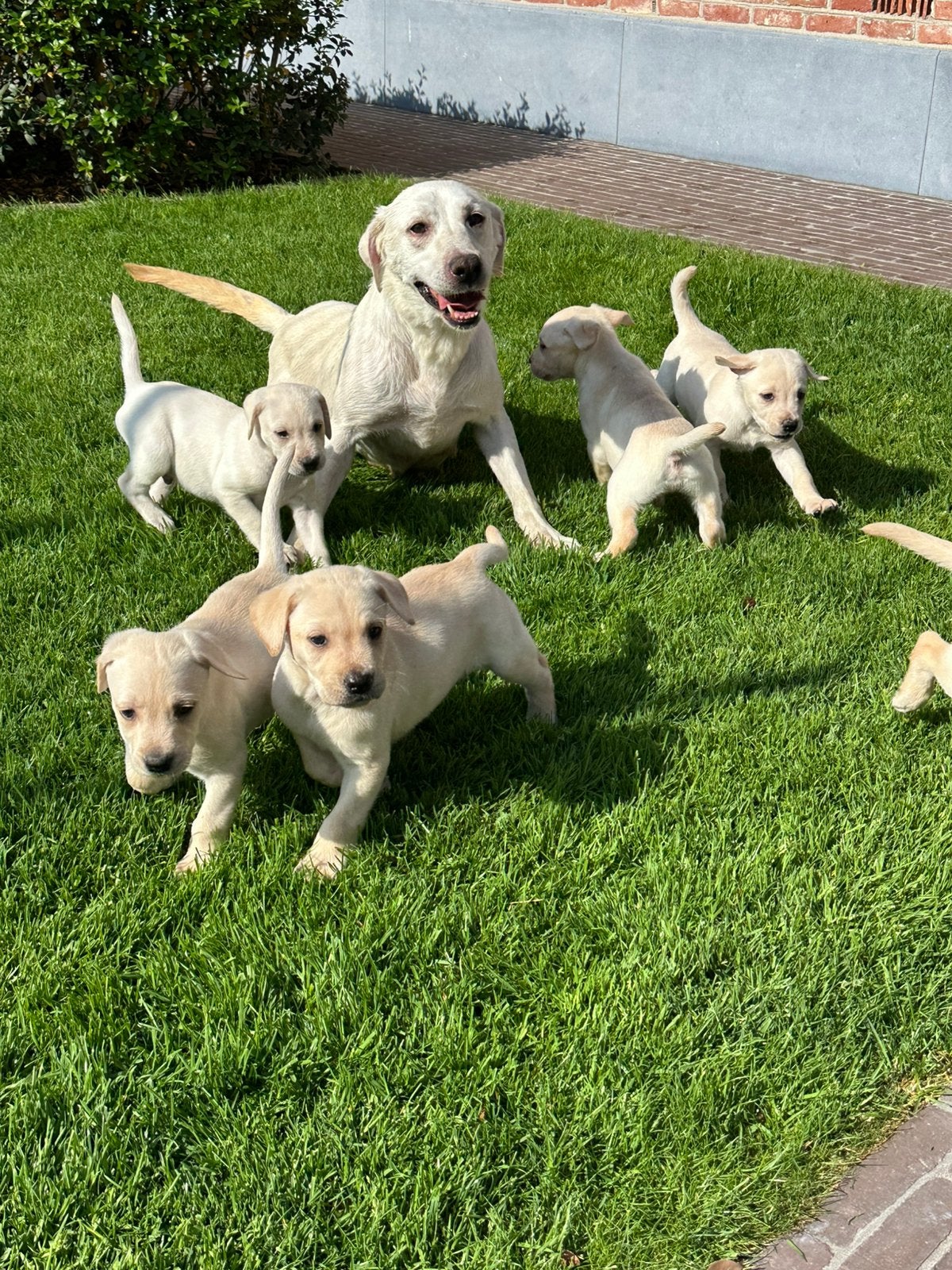 Labrador pups, Animaux & Accessoires, Chiens | Retrievers, Épagneuls & Chiens d'eau, Plusieurs animaux, Labrador retriever, Éleveur | Loisir