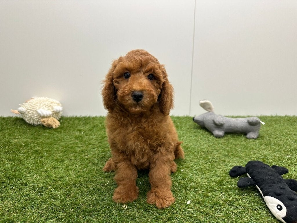 Chiots Caniche nain