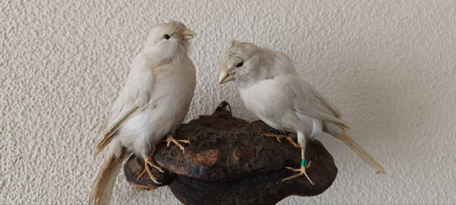Canaris blancs en peluche de taxidermie, Collections, Enlèvement ou Envoi, Utilisé, Oiseaux, Animal empaillé