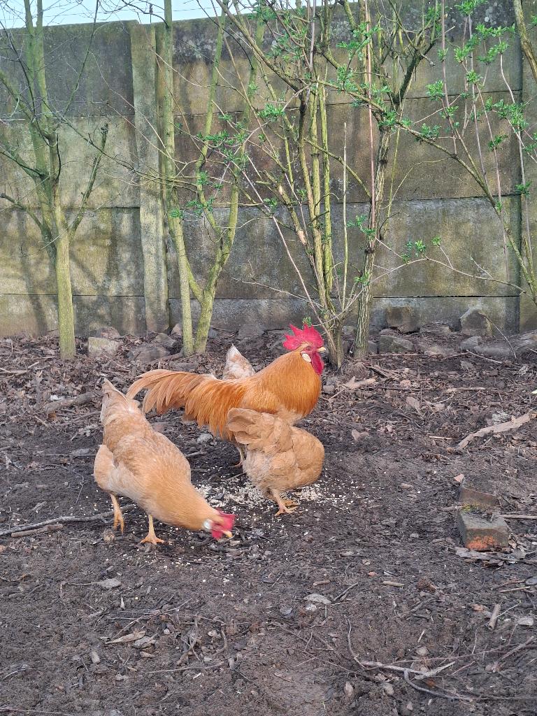 Verse broedeieren leghorn buff, Sexe inconnu, Poule ou poulet