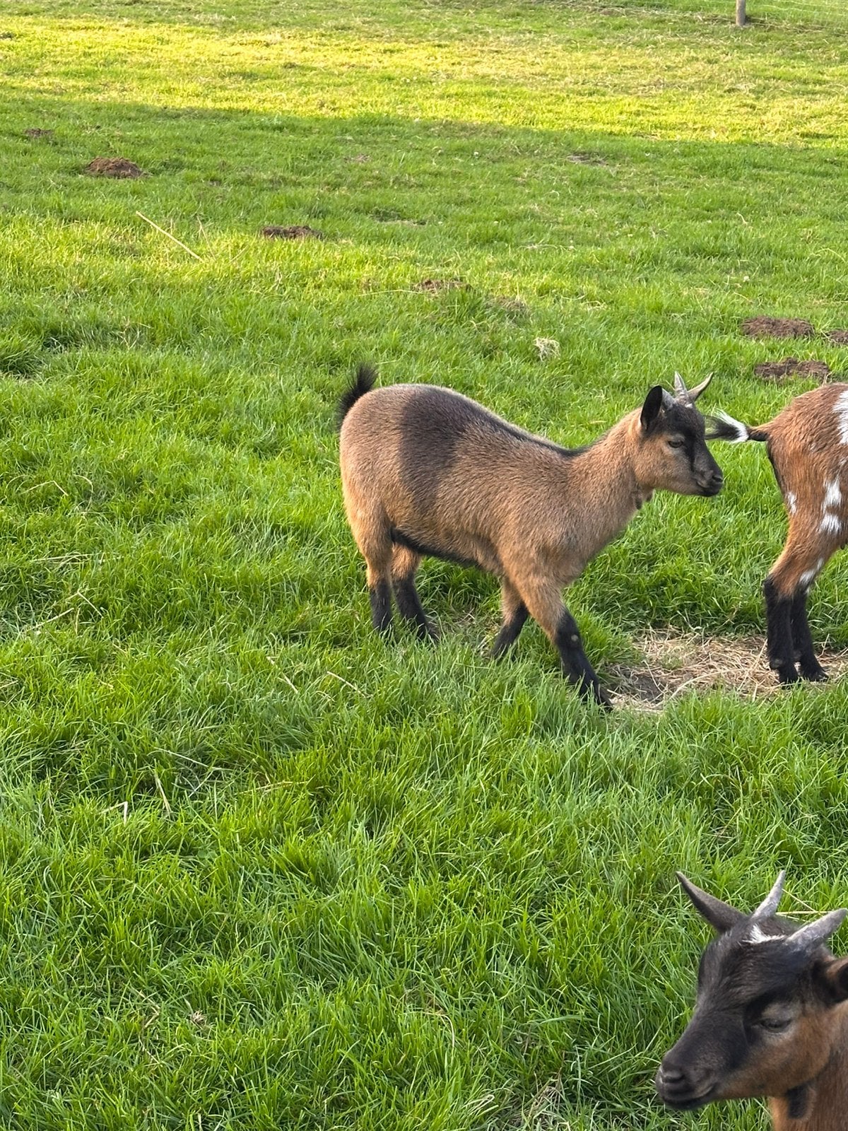 Mooi gecastreerd geiten bokje, Dieren en Toebehoren, Mannelijk, Overige soorten