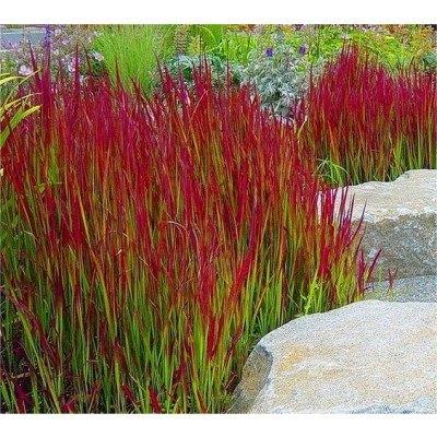 Imperata Red baron of Japans bloedgras, Jardin & Terrasse, Plantes | Jardin, Automne, Plein soleil, Enlèvement, Graminées ornementales