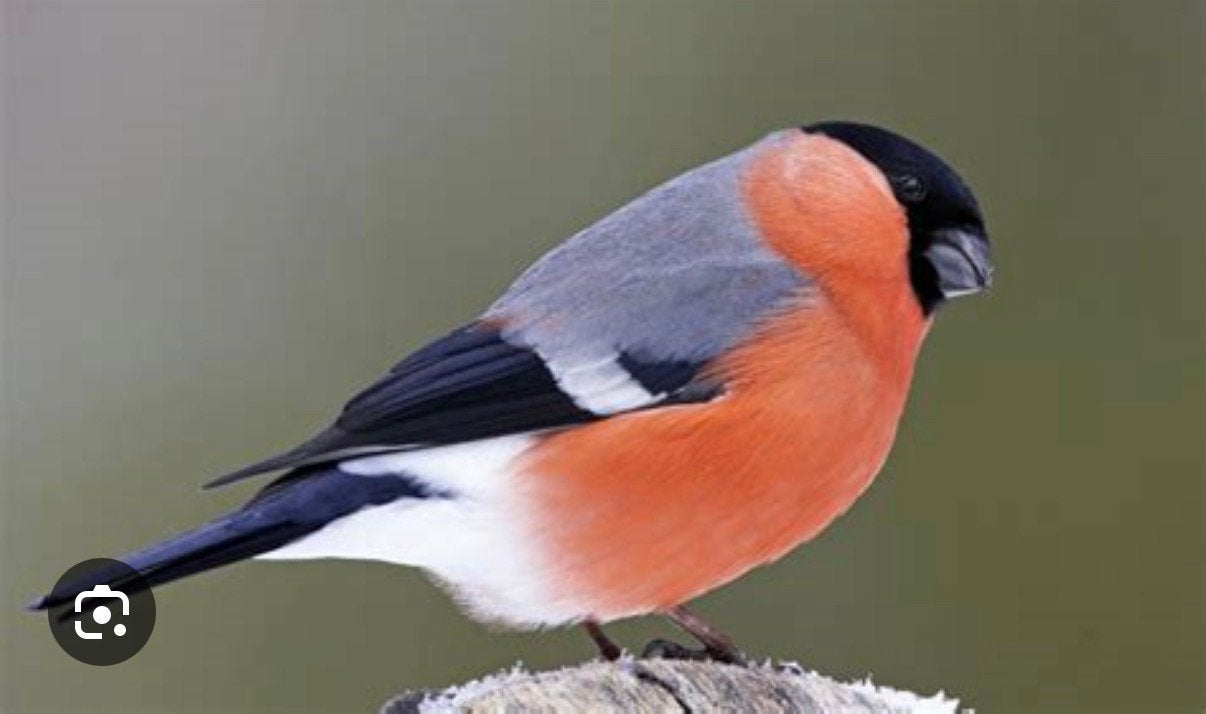 Gezocht koppel wildkleur goudvinken split Wit/geel, Dieren en Toebehoren, Meerdere dieren, Wildzangvogel, Geringd