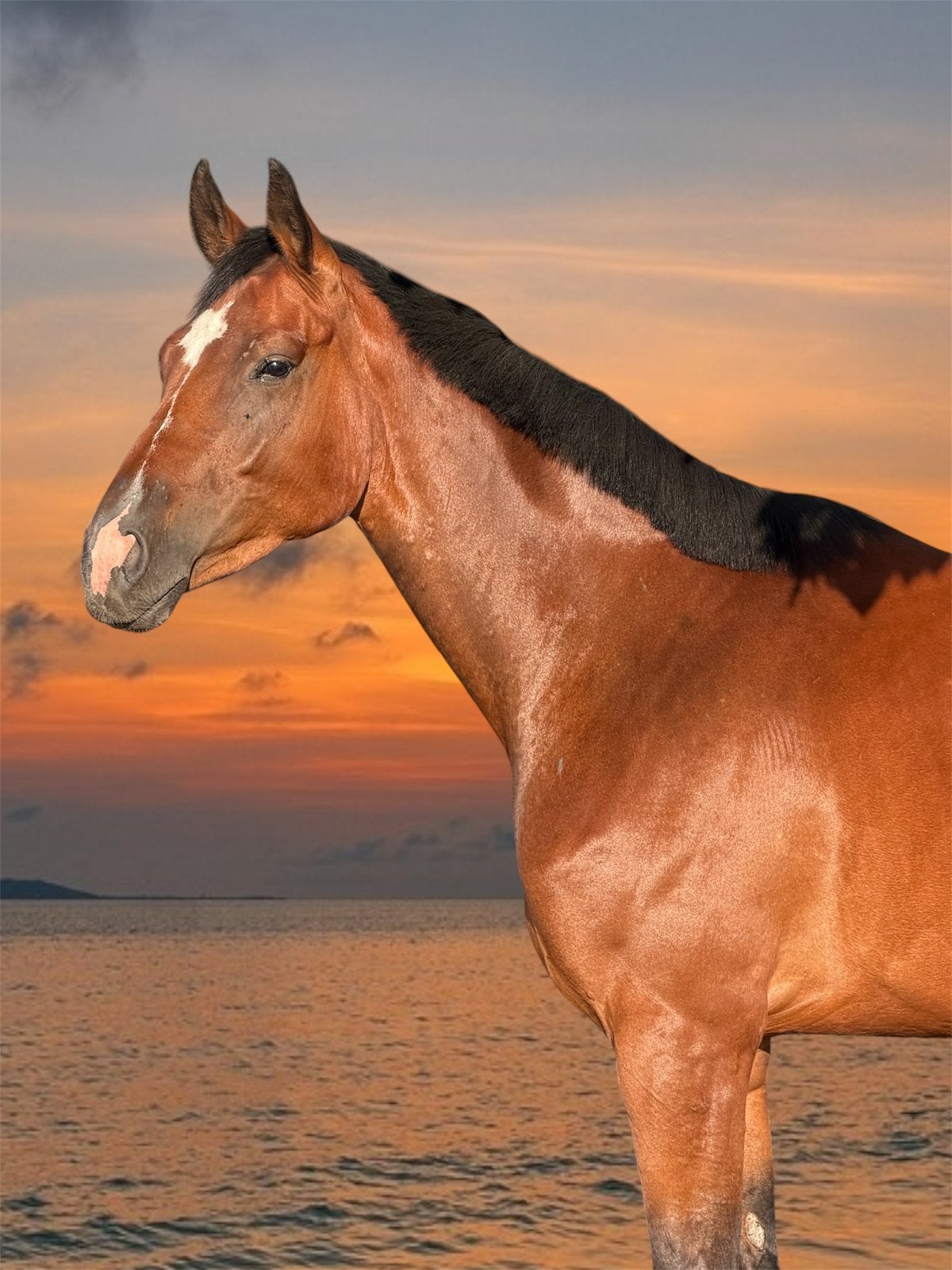 ️Subliem Duits Oldenburg merrie Benicio X Licotus ️, Dieren en Toebehoren, Merrie, Met stamboom, Dressuurpaard, 3 tot 6 jaar