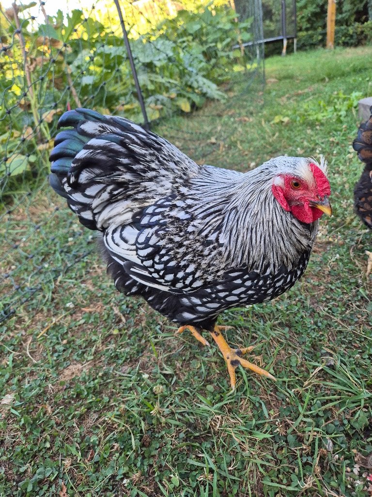 wyandotte kriel haan _ 5 maanden, Dieren en Toebehoren, Mannelijk, Kip
