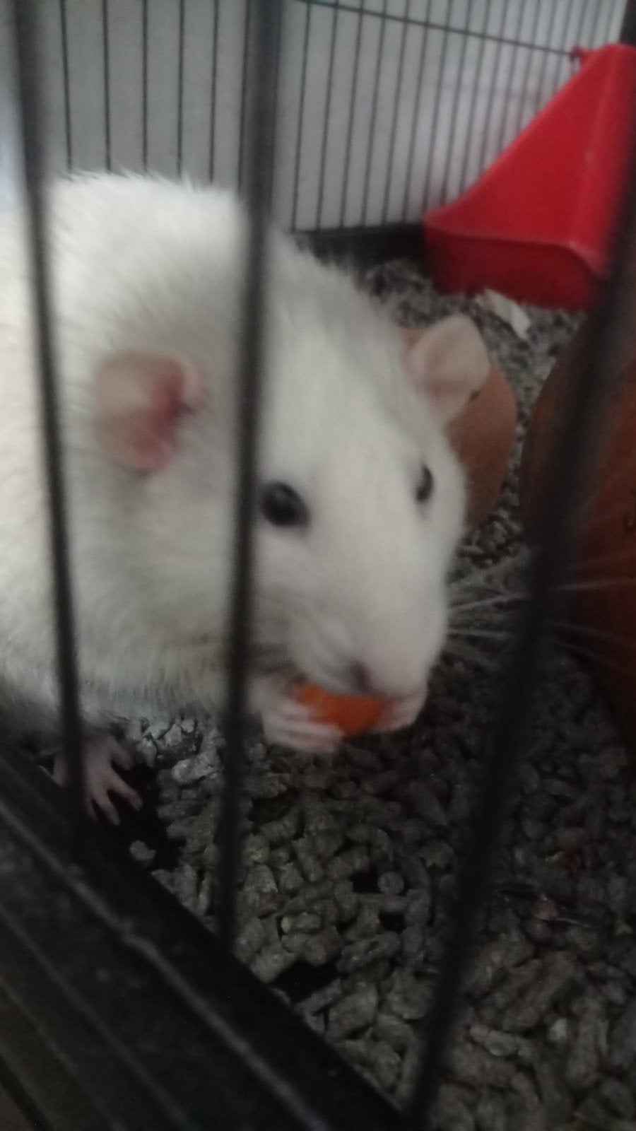 Rat, Animaux & Accessoires, Rongeurs, Mâle, Rat, Mai, Domestique