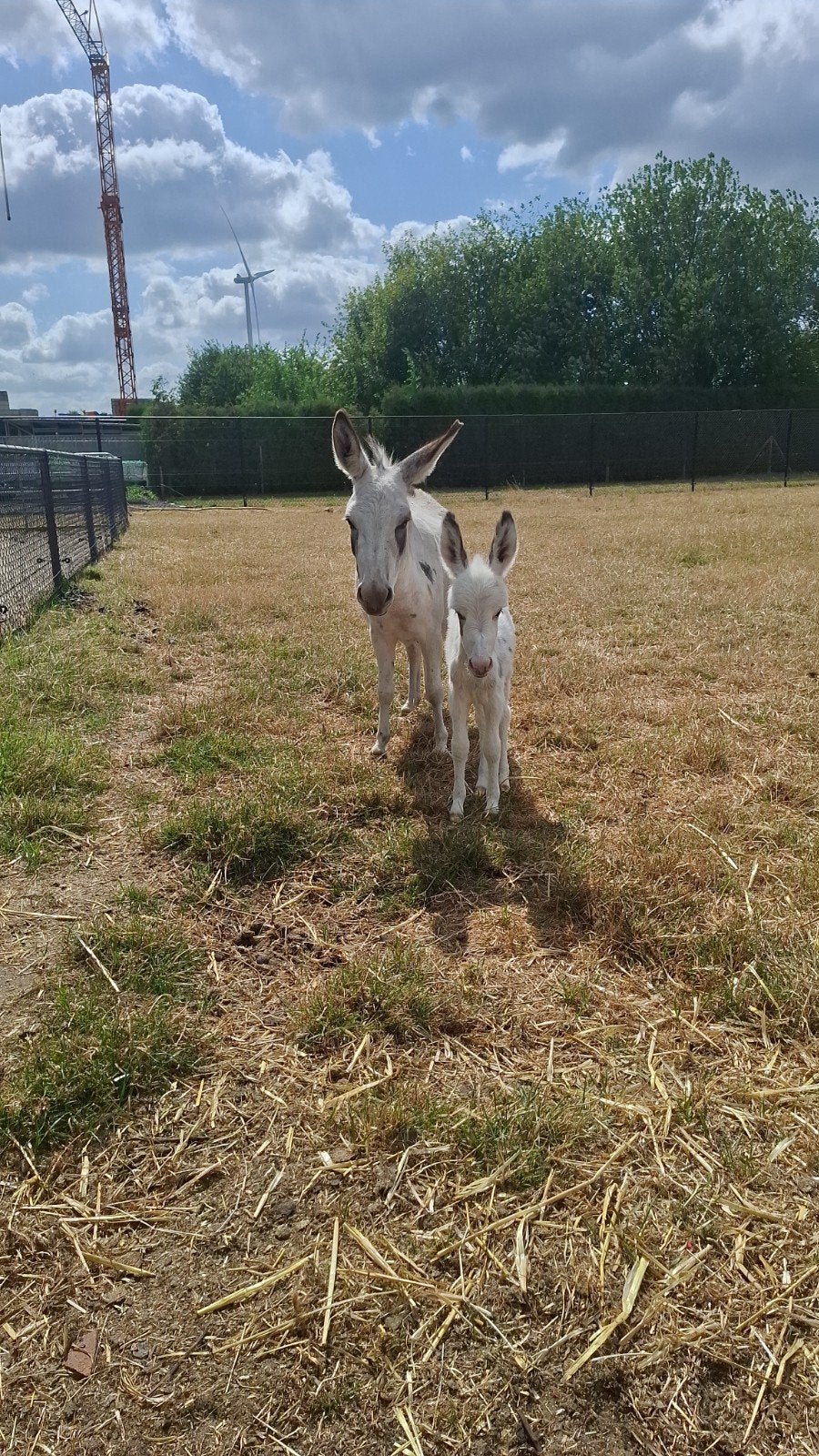 Mini ezel merrie met merrieveulentje, Animaux & Accessoires, Chevaux, Jument, Ne s'applique pas, Moins de 160 cm, 3 à 6 ans, Avec pedigree