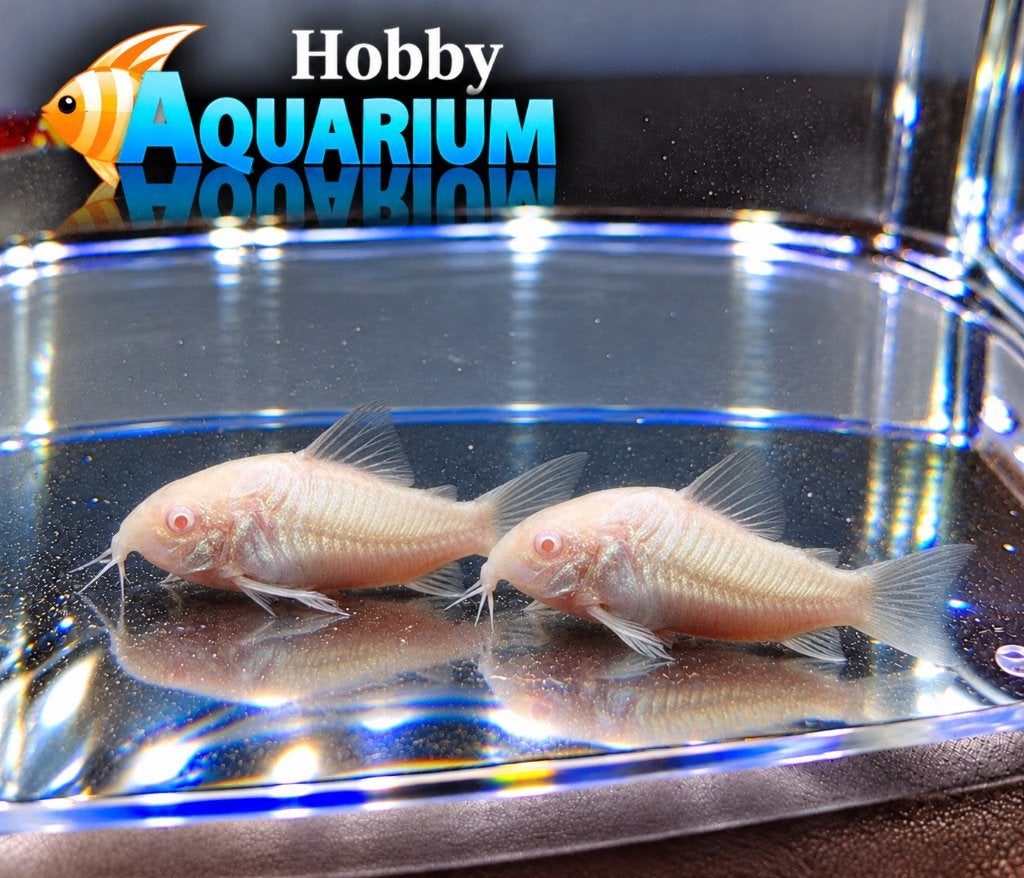 Hobbyaquarium Corydoras oesteogaster aenea Albino, Animaux & Accessoires, Poisson, Poisson d'eau douce, Banc de poissons
