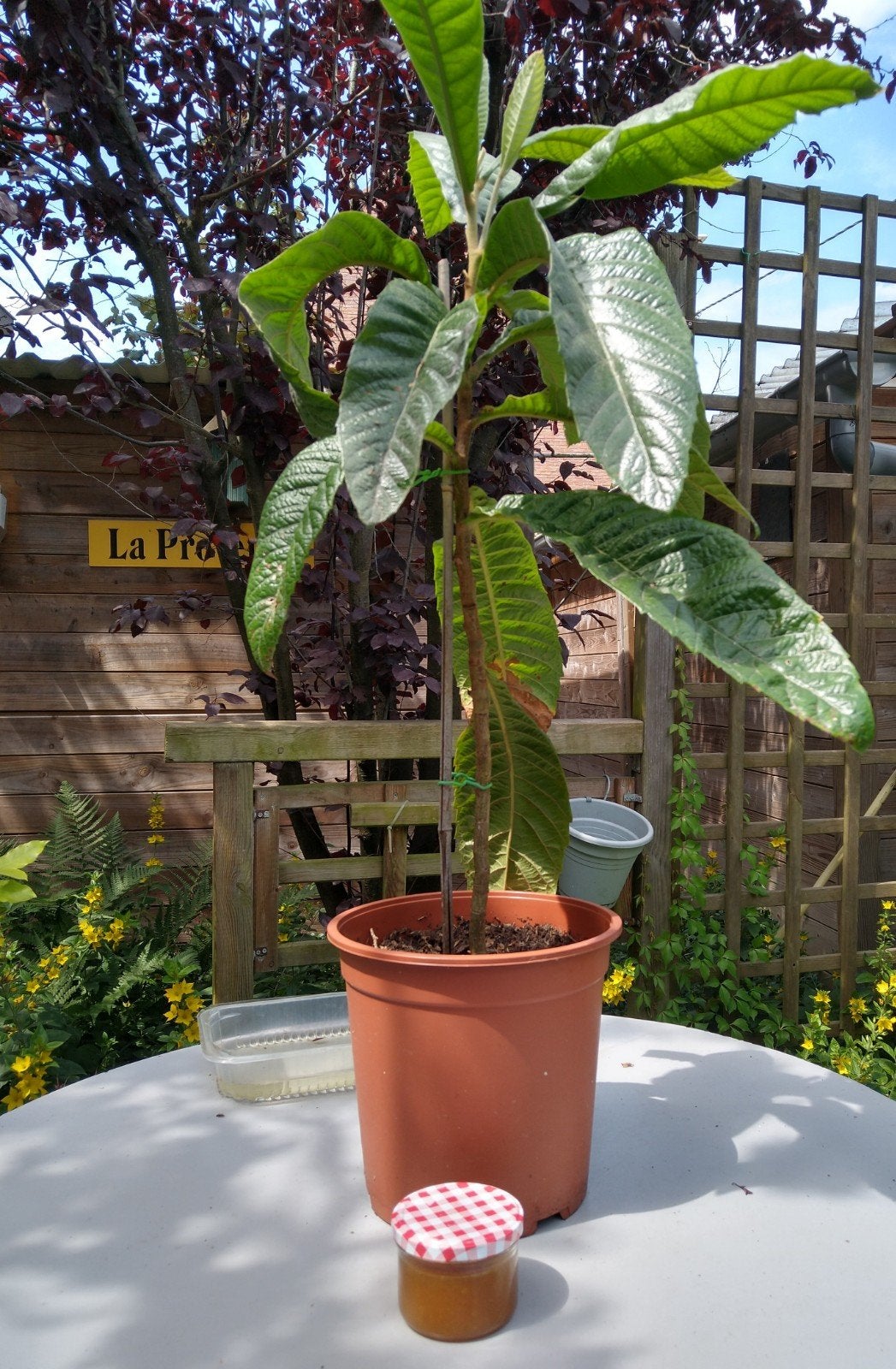 Loquat, Japanse mispel, Nispero, Tuin en Terras, Ophalen