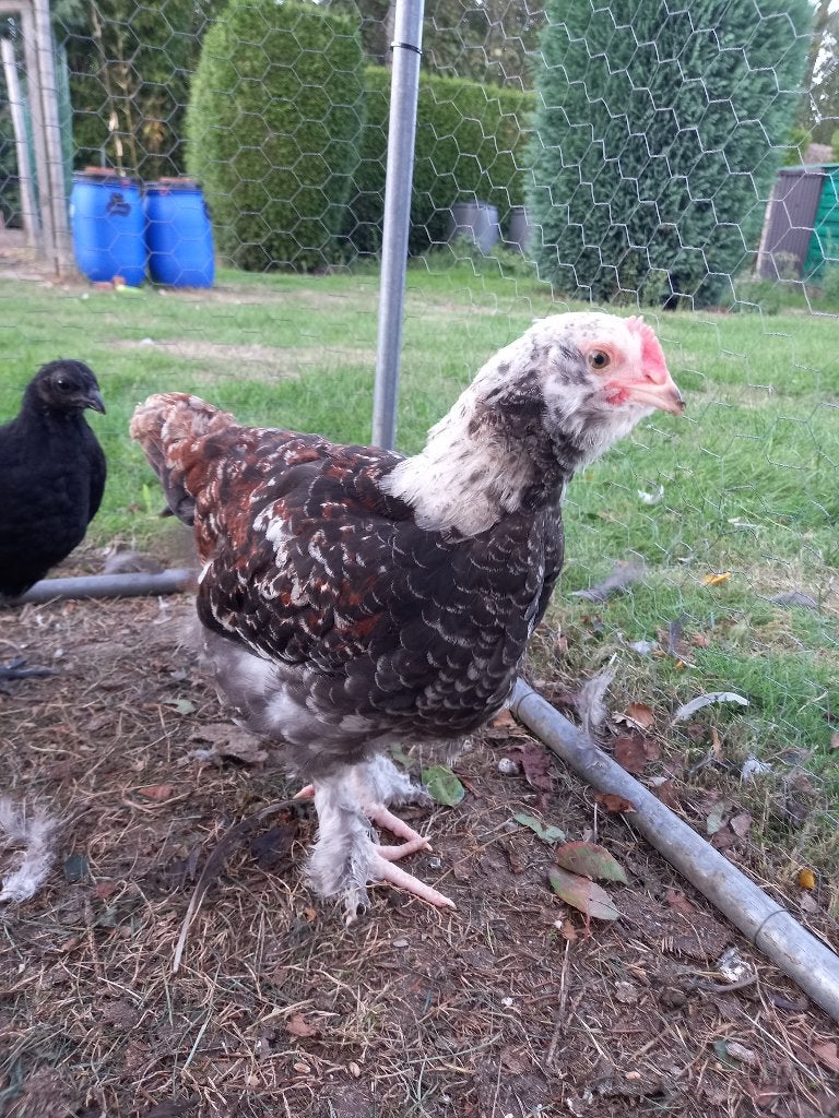 Hanen Faverolles, Mannelijk, Kip