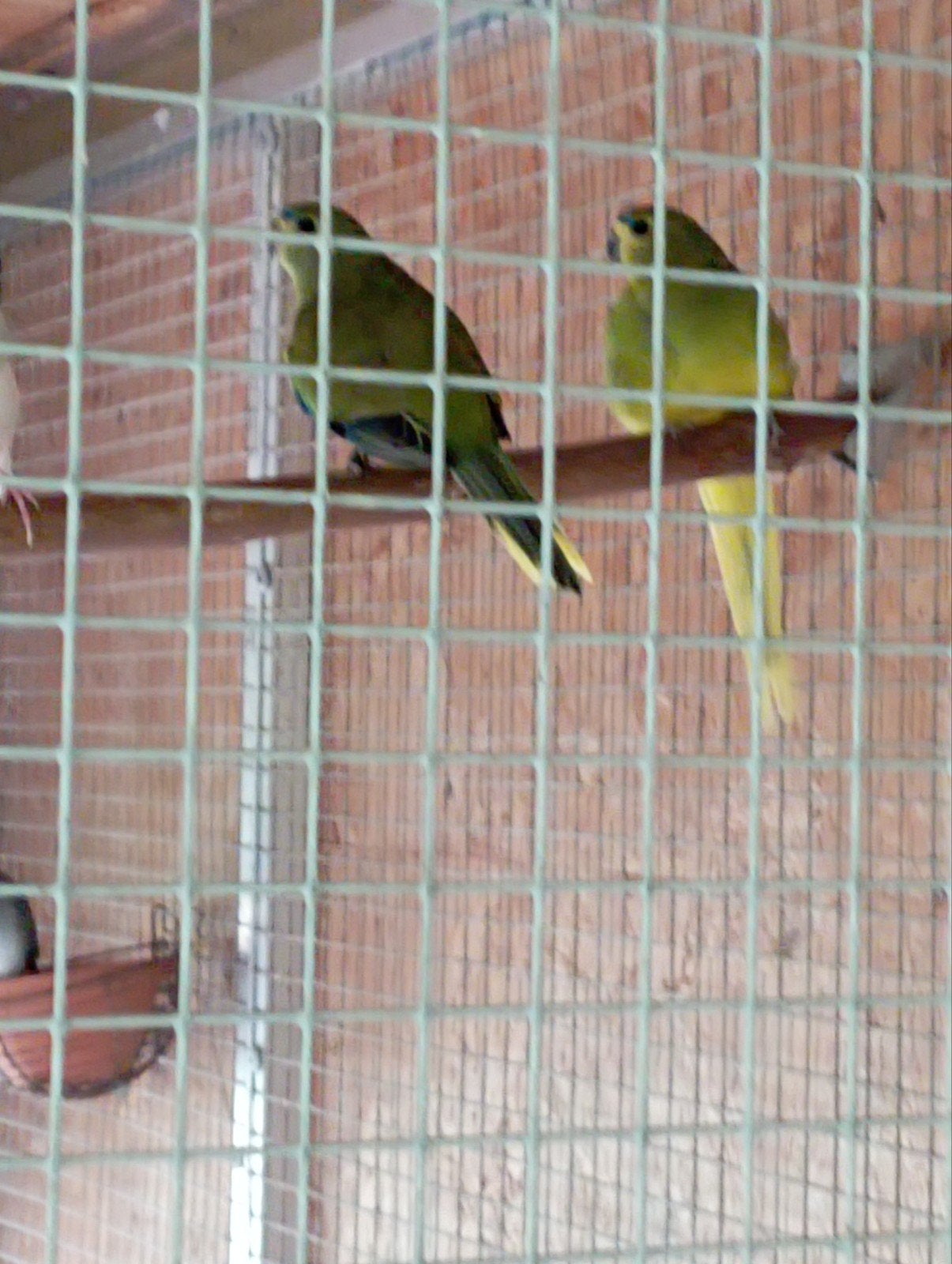 Elegant parkiet man, Mâle, Perruche, Bagué