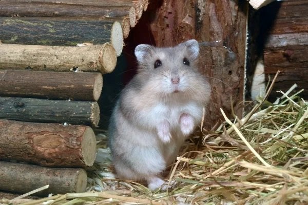Dwerghamster robrovski, Animaux & Accessoires, Septembre, Sexe inconnu, Chinchilla
